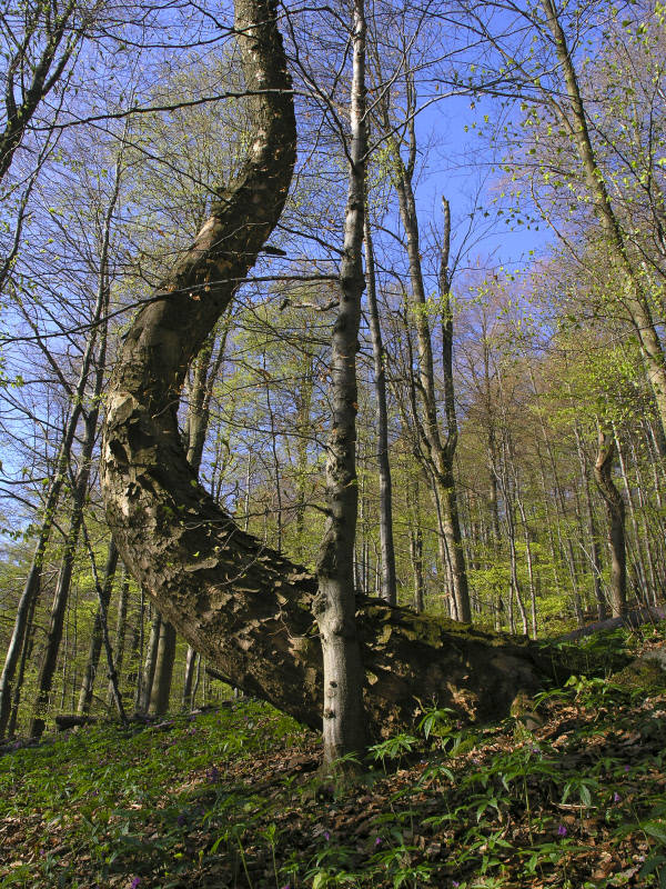 javor horský Acer pseudoplatanus L.