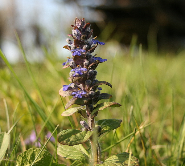 zběhovec lesní Ajuga genevensis L.