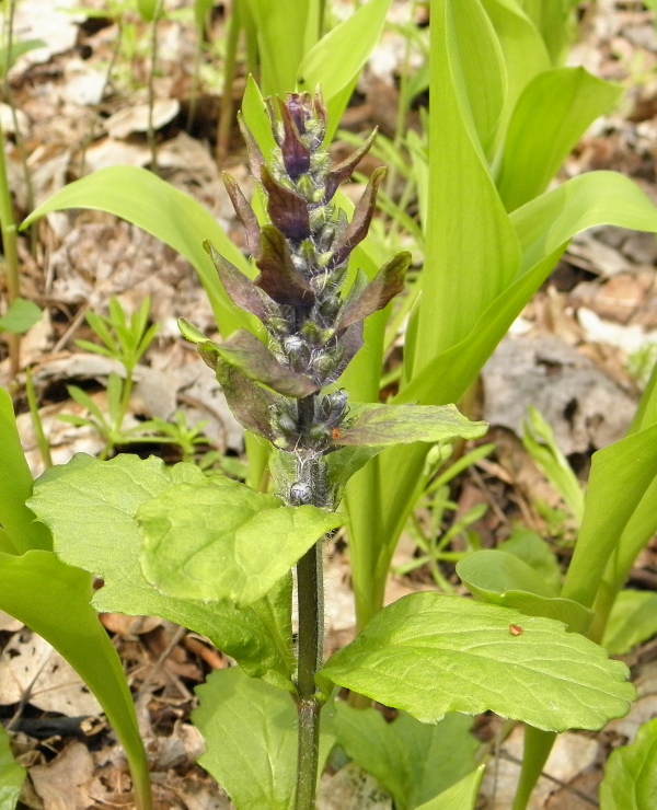 zbehovec Ajuga sp.