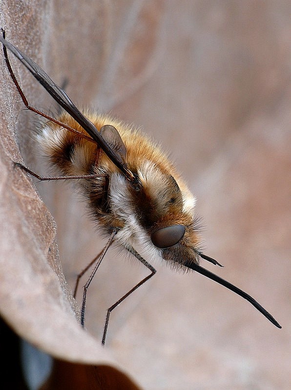 chlpačka veľká Bombylius major Linnaeus, 1758