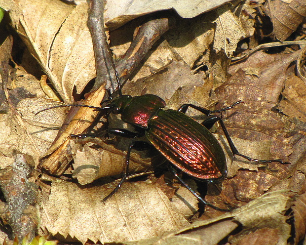 bystruska zlatomedená Carabus ullrichii