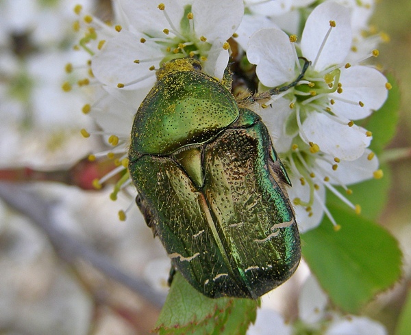 zlatoň obyčajný Cetonia aurata