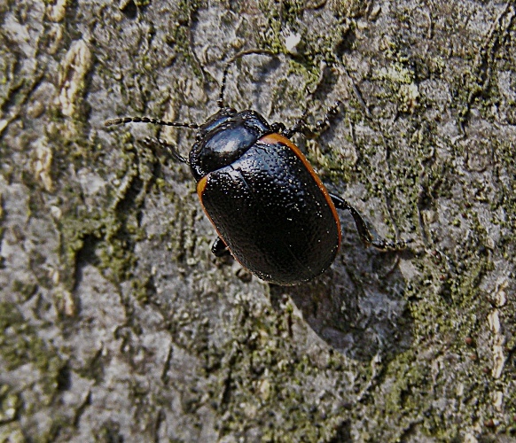 liskavka Chrisolina sanguinolenta