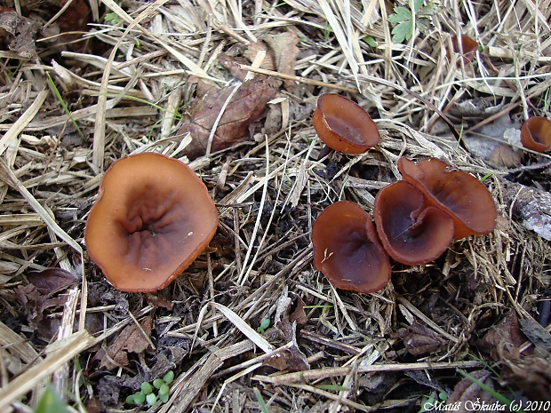 hľuznatka veternicová Dumontinia tuberosa (Bull.) L.M. Kohn