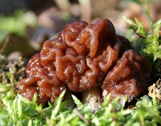 ušiak obyčajný Gyromitra esculenta (Pers.) Fr.