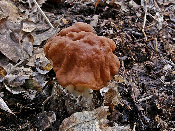 ušiak obrovský Gyromitra gigas (Krombh.) Cooke