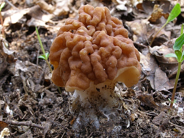 ušiak obrovský Gyromitra gigas (Krombh.) Cooke