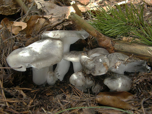 šťavnačka marcová Hygrophorus marzuolus (Fr.) Bres.