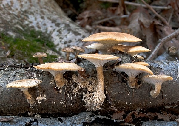 trúdnik plástovitý Lentinus arcularius (Batsch) Zmitr.