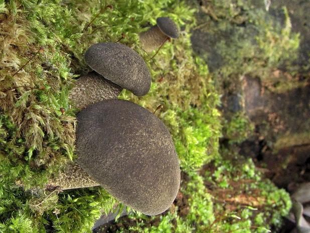 trúdnik strapkatý  Lentinus substrictus (Bolton) Zmitr. & Kovalenko