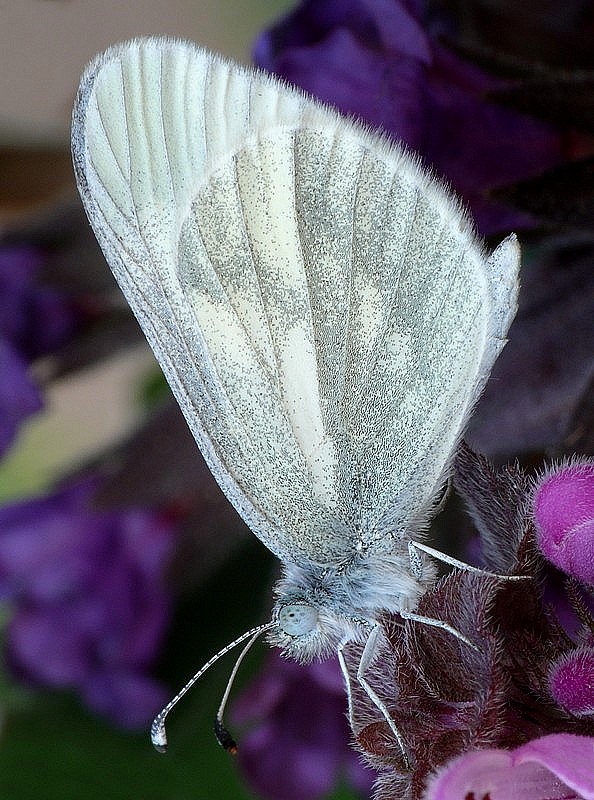 mlynárik Leptidea sp.