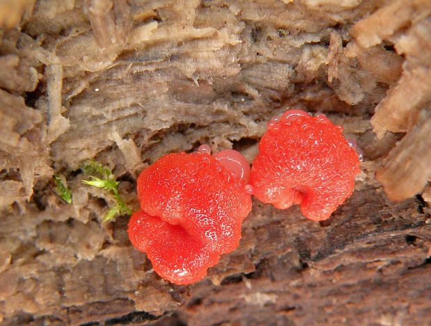 vlčinka červená Lycogala epidendrum (J.C. Buxb. ex L.) Fr.