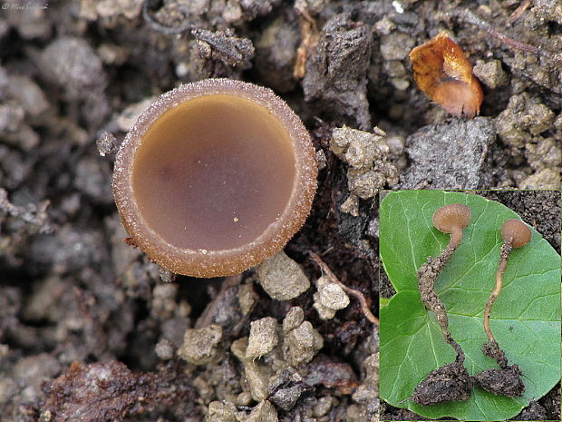 monília Monilinia sp.