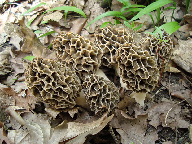 smrčok jedlý Morchella esculenta (L.) Pers.