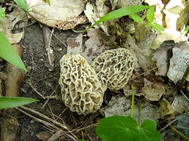 smrčok jedlý Morchella esculenta (L.) Pers.