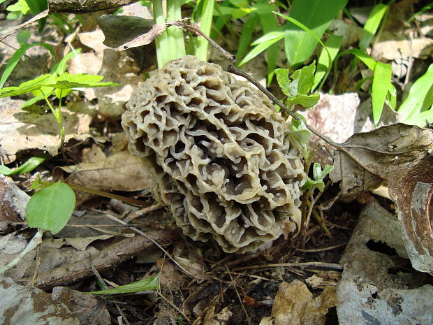 smrčok jedlý Morchella esculenta (L.) Pers.