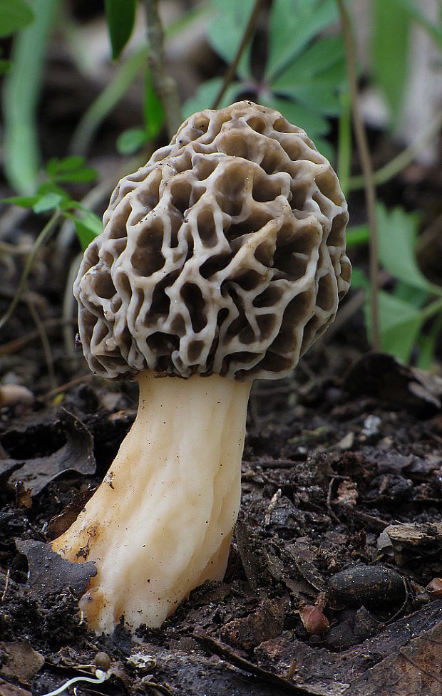 smrčok jedlý Morchella esculenta (L.) Pers.