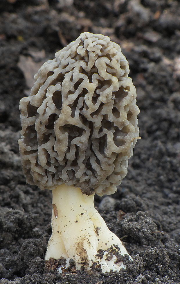 smrčok jedlý Morchella esculenta (L.) Pers.