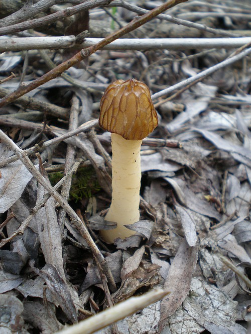 smrčok hybridný Morchella semilibera DC.