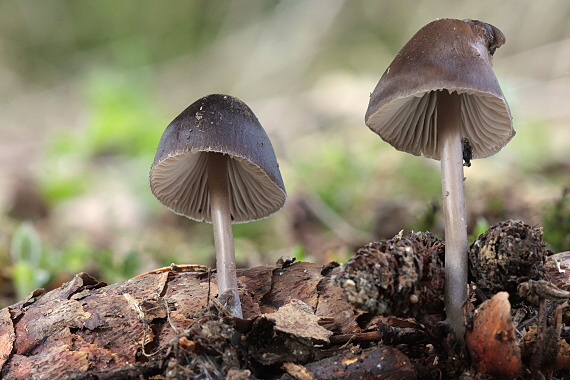 prilbička šišková Mycena strobilicola J. Favre & Kühner