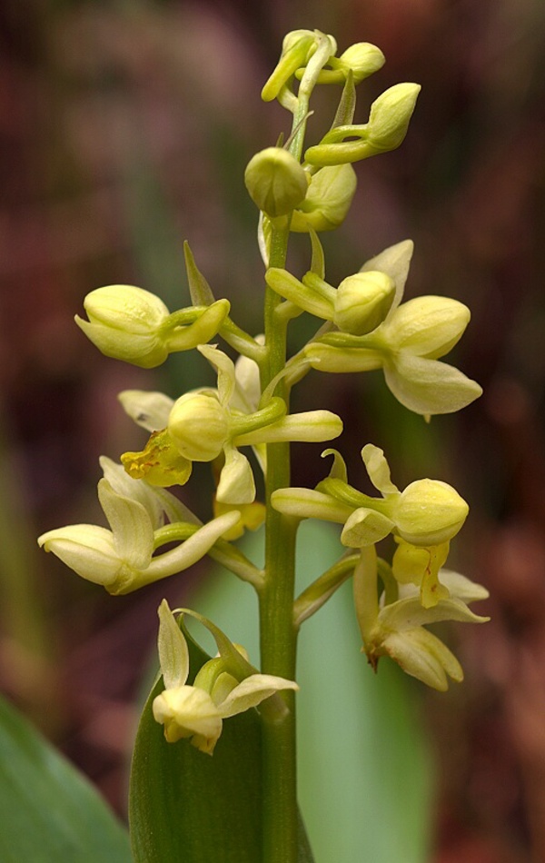 vstavač bledý Orchis pallens L.