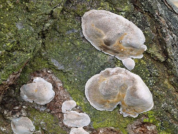 ohňovec slivkový Phellinus pomaceus (Pers.) Maire