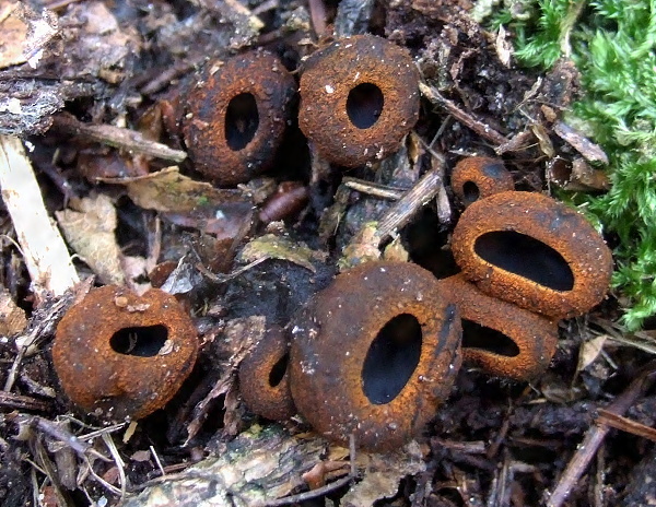 pakorienkovka čierna Plectania melastoma (Sowerby) Fuckel