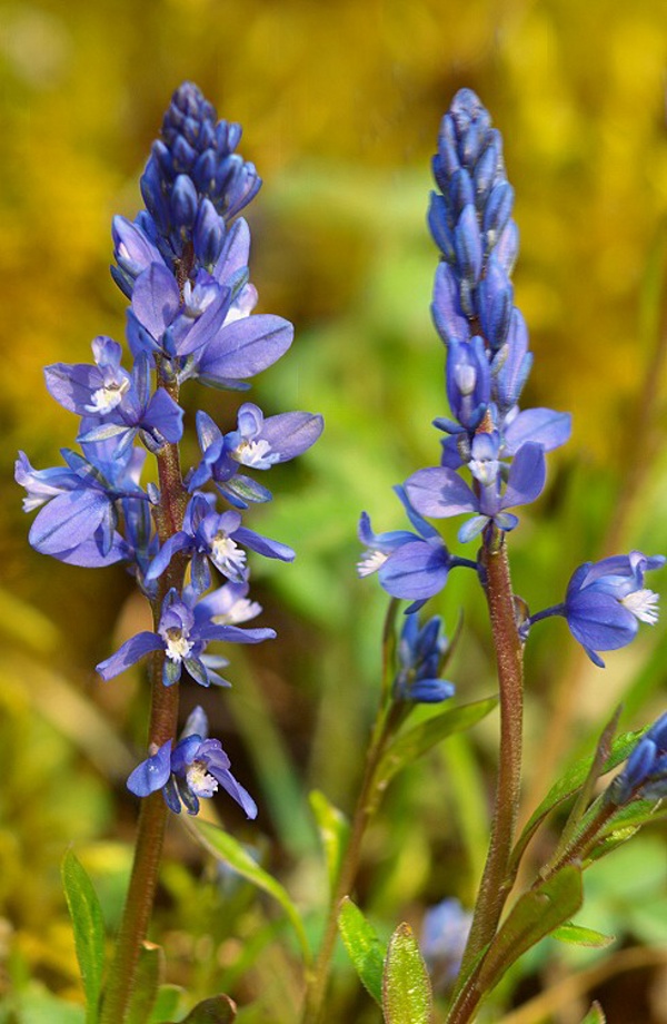 horčinka obyčajná Polygala vulgaris L.