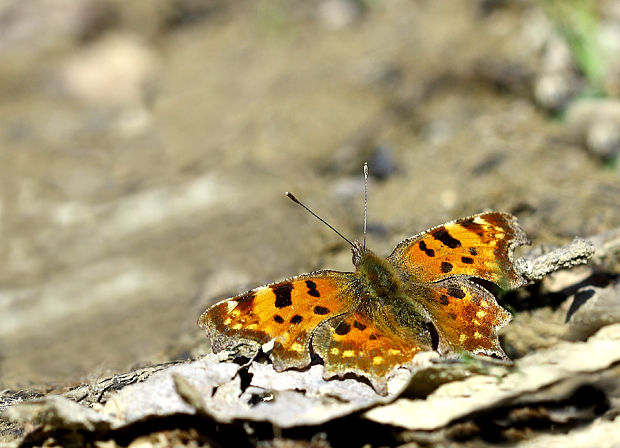 bábôčka zubatokrídla Polygonia C-album