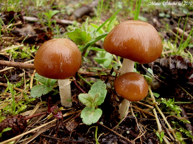 drobuľka Psathyrella sp.