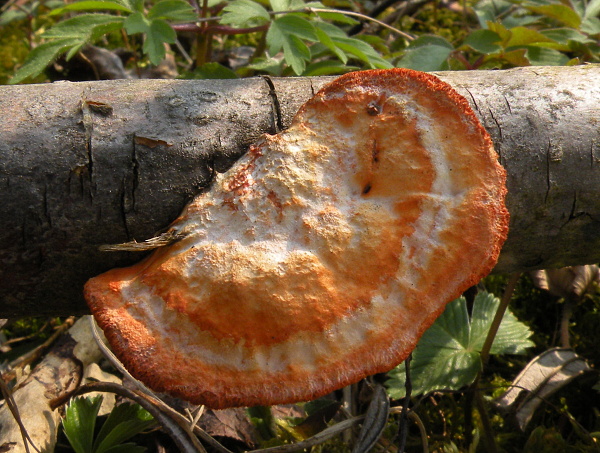 červenica rumelková  Pycnoporus cinnabarinus (Jacq.) P. Karst.