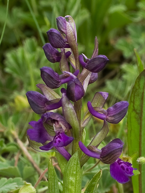 červenohlav obyčajný Anacamptis morio (L.) R. M. Bateman, A. M. Pringeon & M. W. Chase