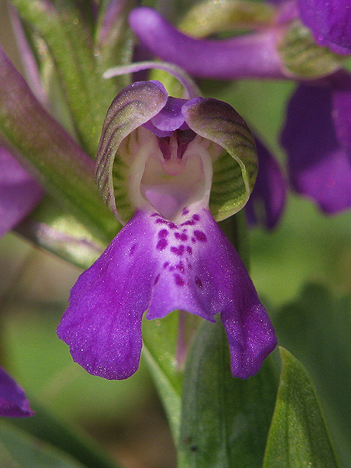 červenohlav obyčajný Anacamptis morio (L.) R. M. Bateman, A. M. Pringeon & M. W. Chase