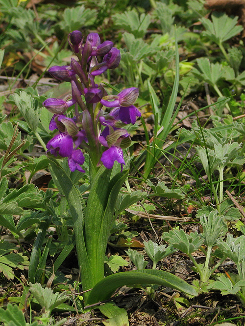 červenohlav obyčajný Anacamptis morio (L.) R. M. Bateman, A. M. Pringeon & M. W. Chase