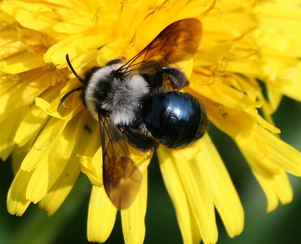 pískorypka popelavá Andrena cineraria L.