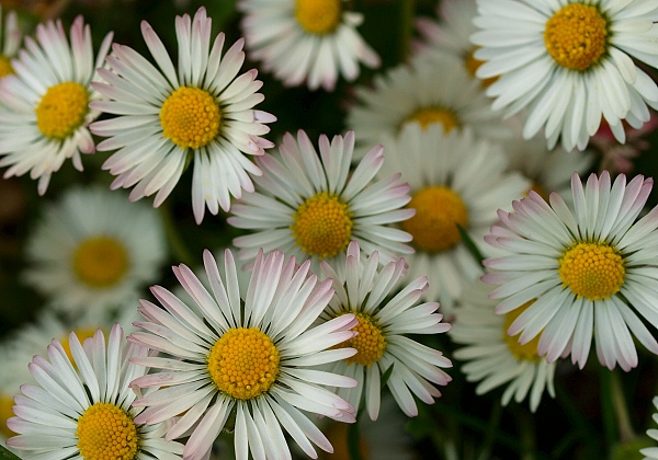 sedmokráska obyčajná Bellis perennis L.