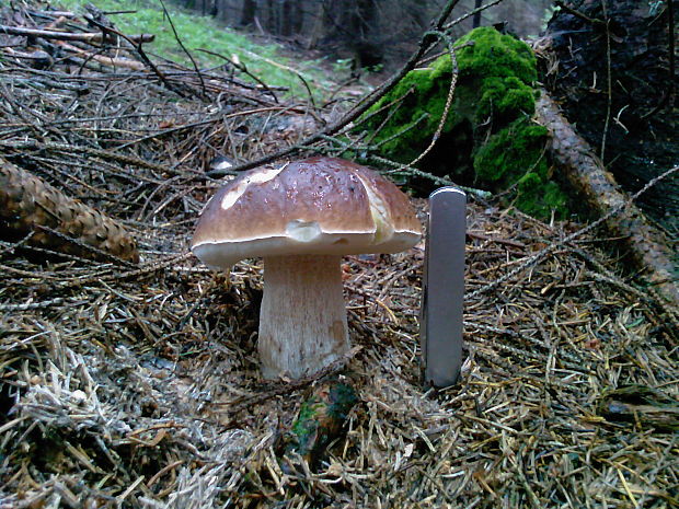 hríb smrekový Boletus edulis Bull.