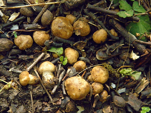 čírovnica májová-žltá forma Calocybe gambosa (Fr.) Donk