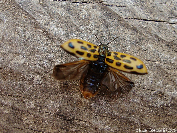 liskavka Chrysomela vigintipunctata