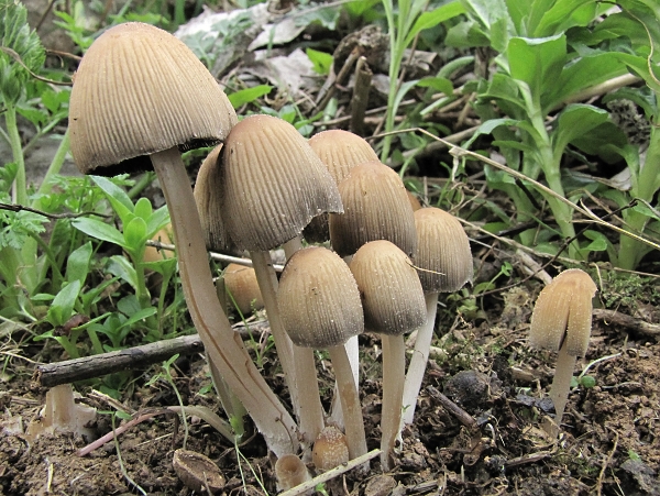 hnojník okrový Coprinellus domesticus (Bolton) Vilgalys, Hopple & Jacq. Johnson