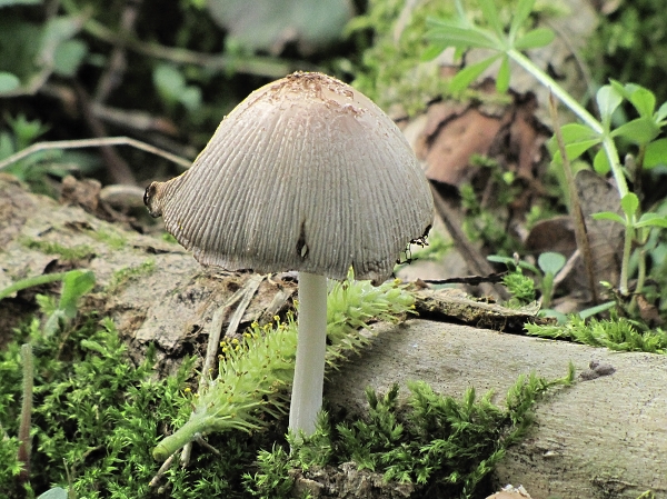 hnojník okrový Coprinellus domesticus (Bolton) Vilgalys, Hopple & Jacq. Johnson