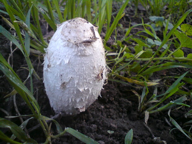 hnojník obyčajný Coprinus comatus (O.F. Müll.) Pers.