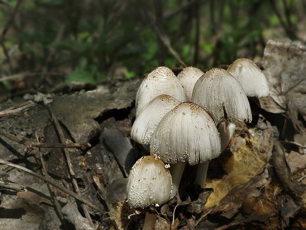 hnojník Coprinus sp.