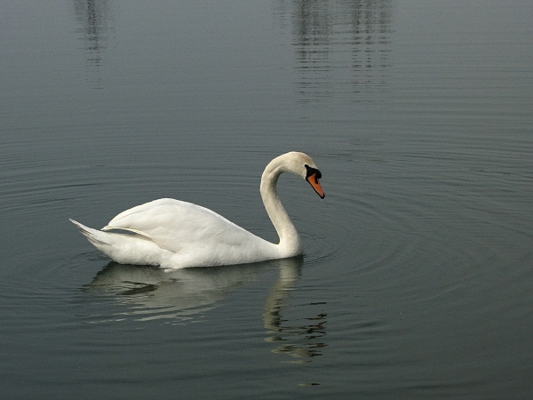 labuť veľká  -labuť velká  Cygnus olor