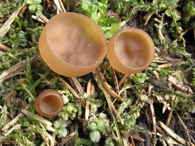 hľuznatka veternicová Dumontinia tuberosa (Bull.) L.M. Kohn