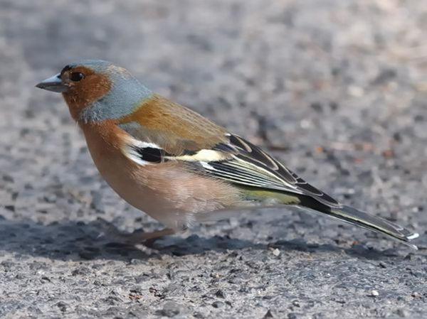 pinka lesná  Fringilla coelebs