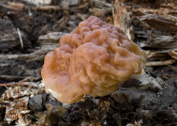 ušiak obrovský Gyromitra gigas (Krombh.) Cooke