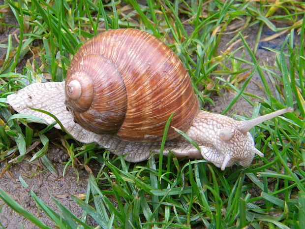 slimák záhradný Helix pomatia