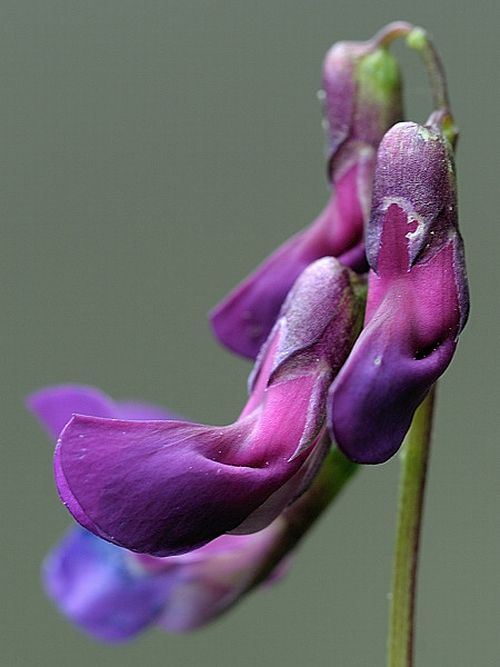 hrachor Lathyrus sp.