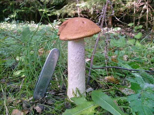 kozák osikový Leccinum albostipitatum den Bakker & Noordel.